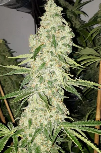 Critical Kush