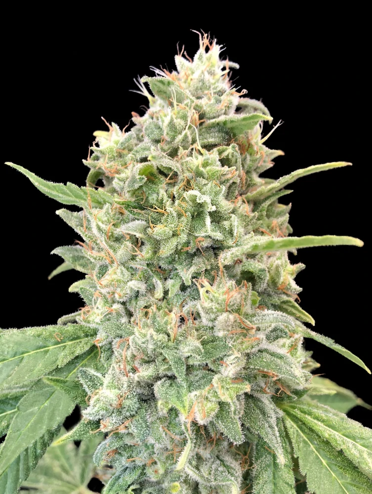 Strawberry Banana FAST