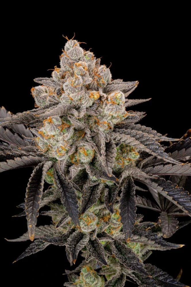 Gorilla Glue #4 x Girl Scout Cookies Fast