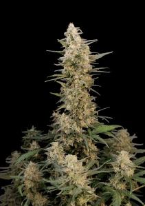 Critical auto