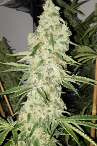 Critical Kush