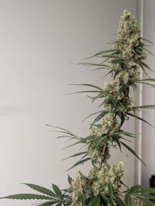 Cream Caramel Auto