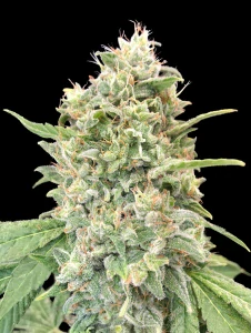 Strawberry Banana FAST