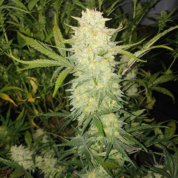 Critical auto