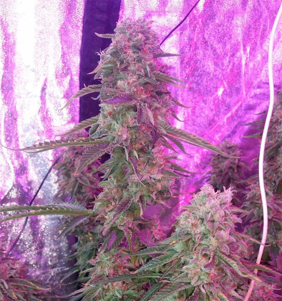 Critical Kush