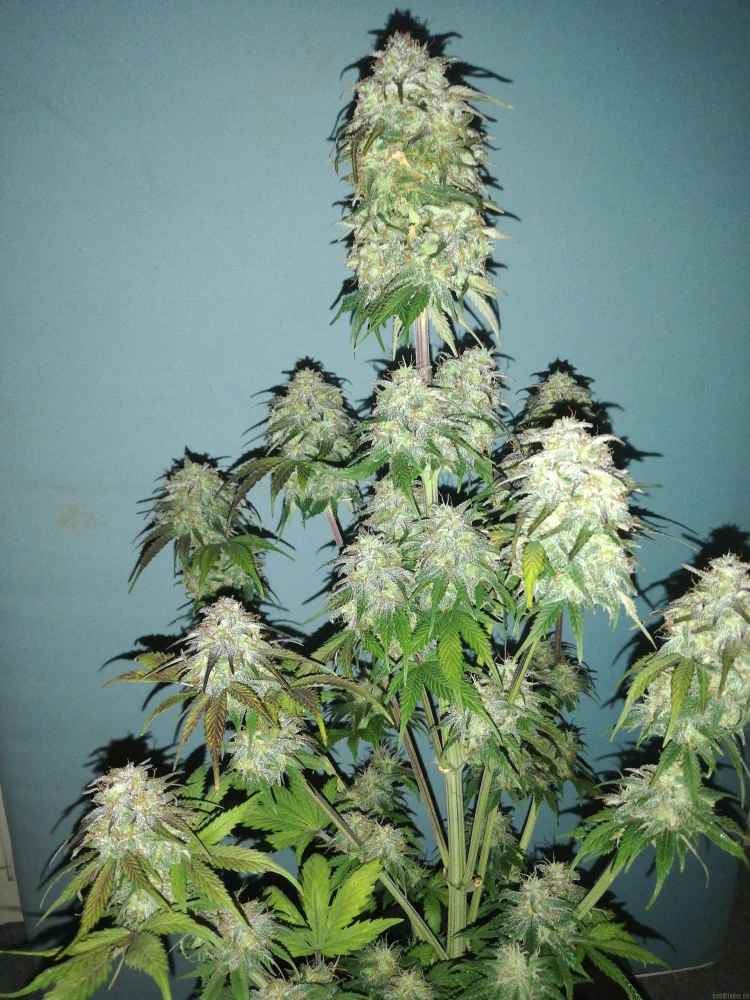 Cream Caramel Auto